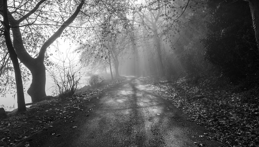 fog, nature, black white